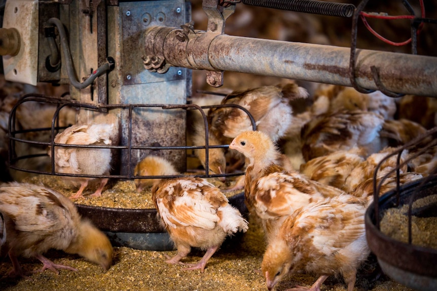 Baby chickens eating from a feeder on an egg farm in Tamworth.