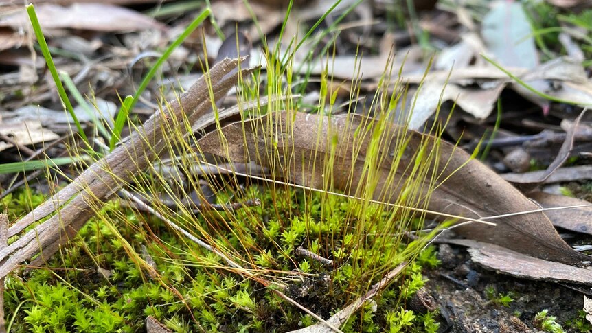 A close-up photo of green moss on the ground surrounded by leaf litter and dirt