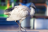 An Australian white ibis in an urban setting