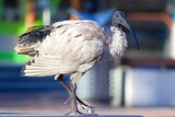 An Australian white ibis in an urban setting