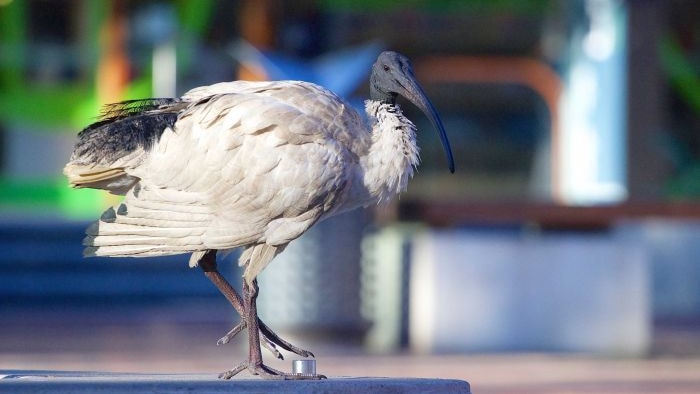 browser Blinke respekt White ibis could soon call Tasmania home, as climate change has birds on  the move - ABC News