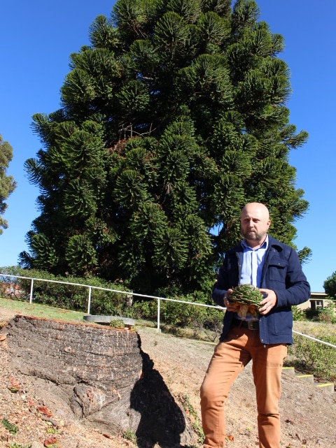 Warwick Oakman holds bunya tree cone