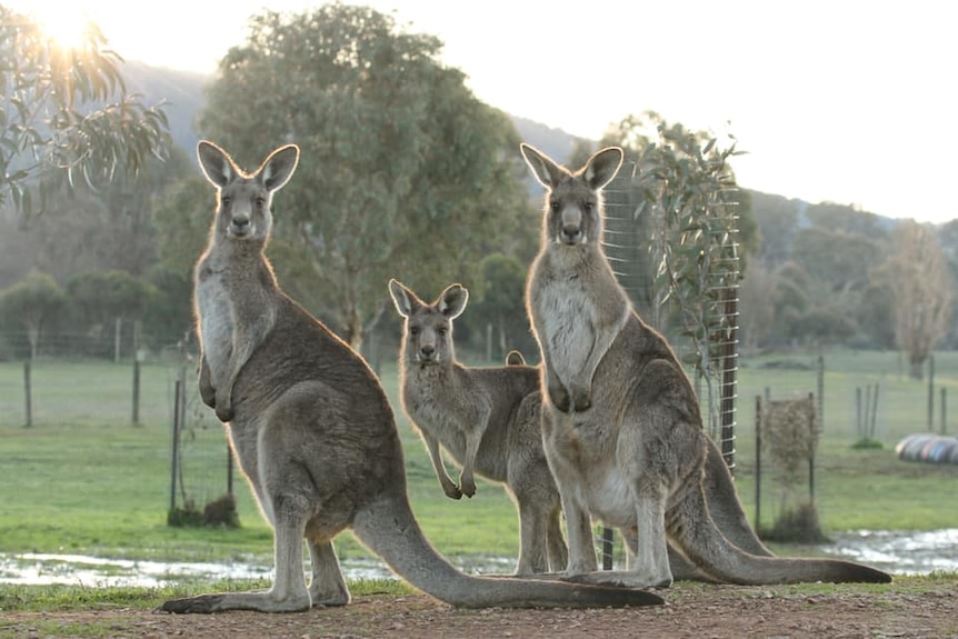 Three Kangaroos standing up looking directly at the camera, with bush in the background.