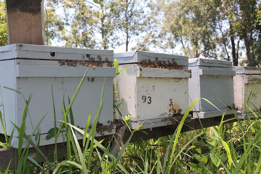 A close up of four white, wooden beehives.