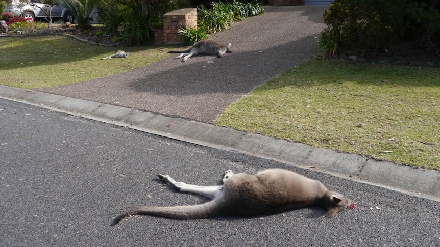 The bodies of three eastern grey kangaroos lie on the footpath.