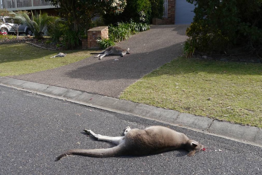 The bodies of three eastern grey kangaroos lie on the footpath.