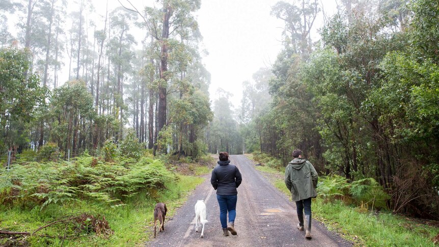 A man and woman, flanked by two dogs, walk along a foggy, bushy dirt road.