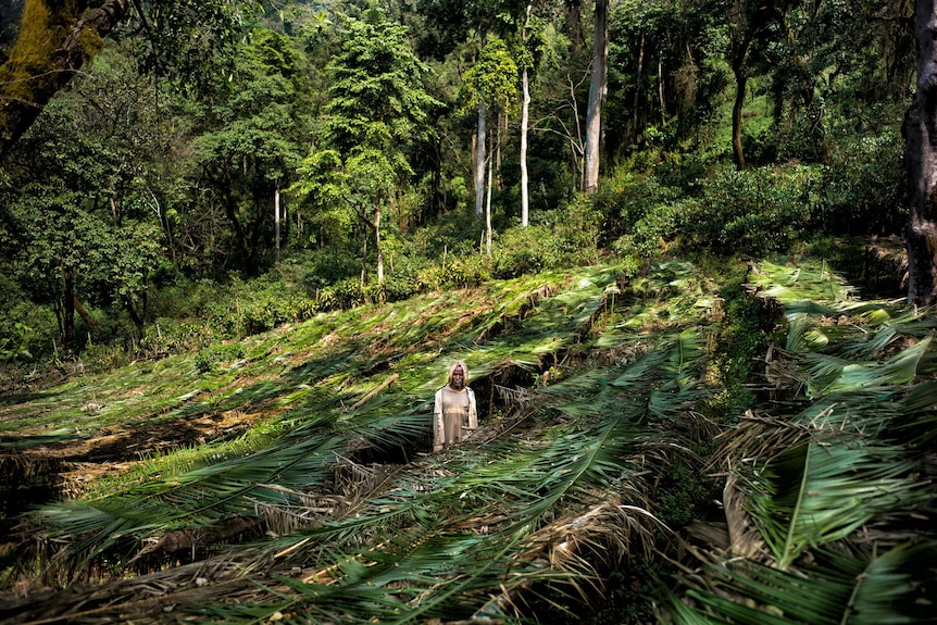 A man stands in the middle of a coffee plot surrounding by thick rainforest.