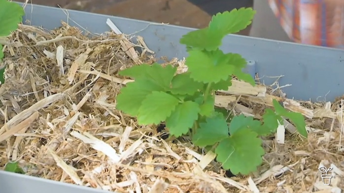 Seedling with mulch growing in a planter tub.