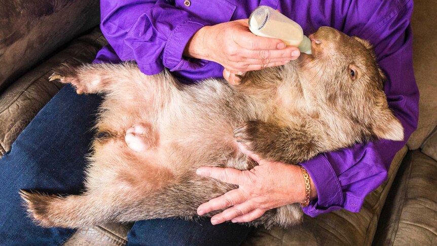 Eliott the wombat