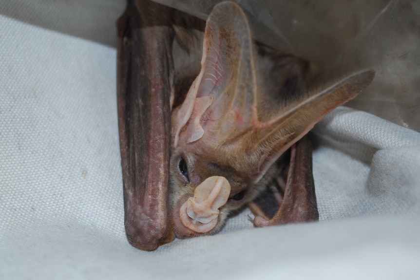 Ghost Bat from Groote Eylandt