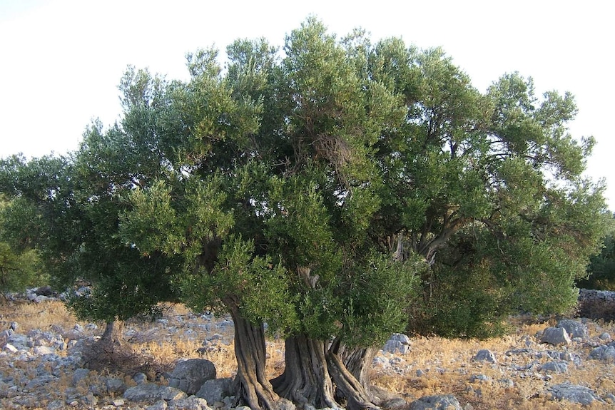 Millennial olive trees