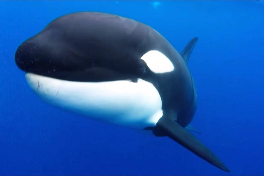 A close up of an orca swimming in the ocean