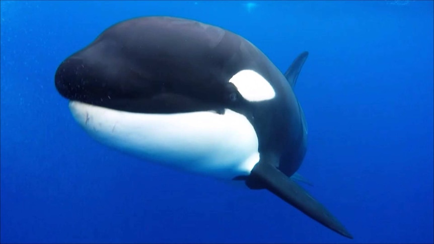 A close up of an orca swimming in the ocean