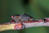 A macro photograph of a southern red eyed squeaker cicada which is mainly black with red eyes.