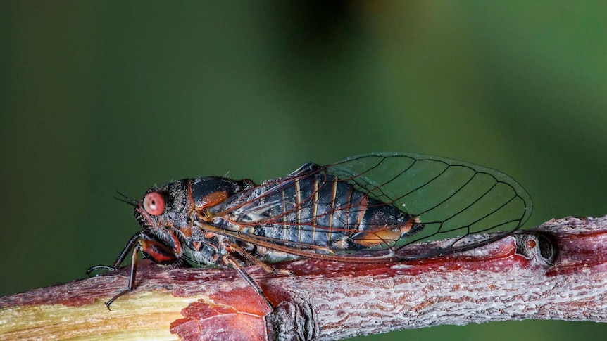 A macro photograph of a southern red eyed squeaker cicada which is mainly black with red eyes.