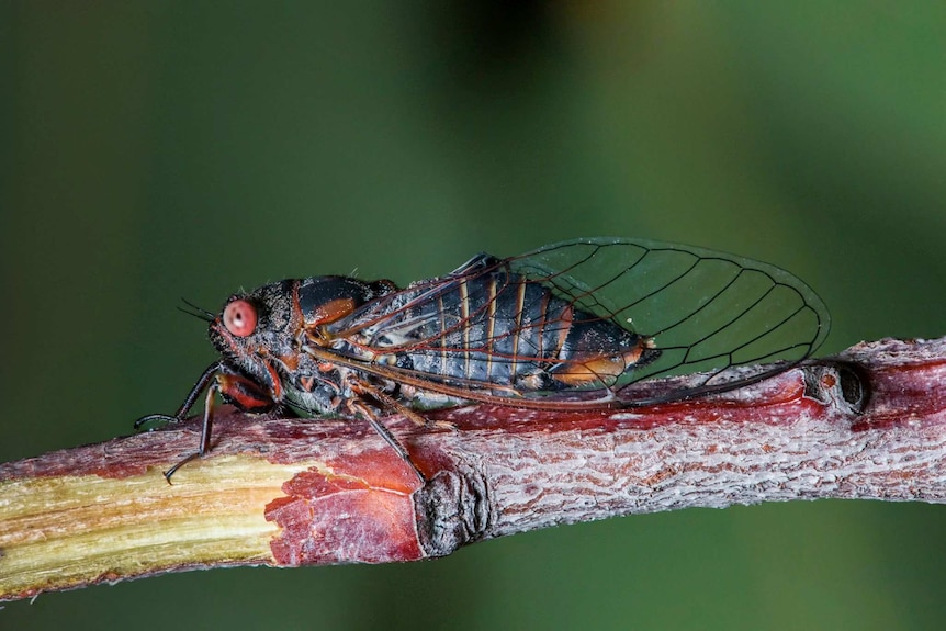 A macro photograph of a southern red eyed squeaker cicada which is mainly black with red eyes.