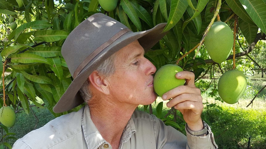 Burdekin Mango grower Peter Le Feuvre loves mangoes and kisses one on one of his trees