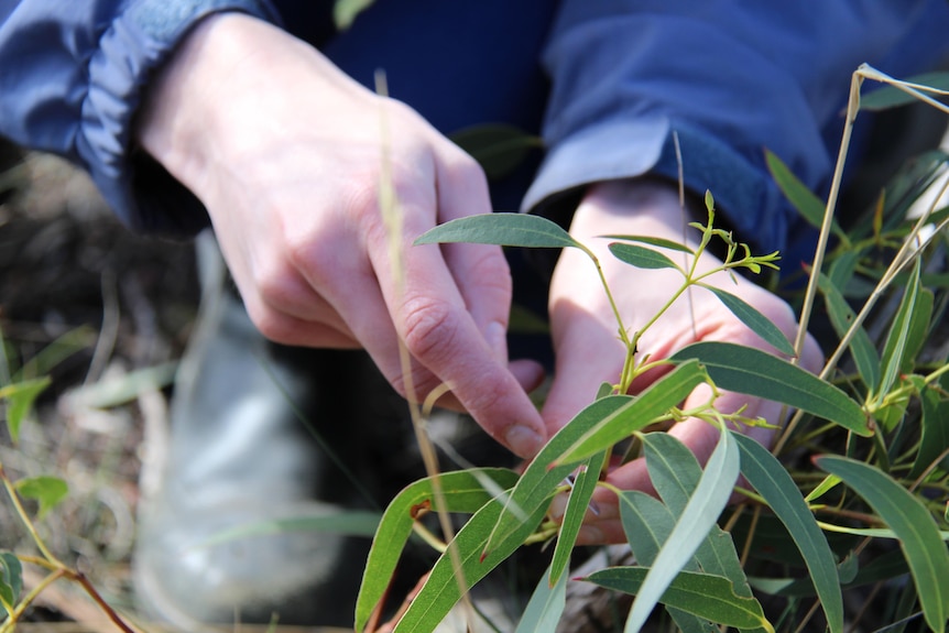 A close-up of Erin's hands using a blade to cut small incisions in the white gum branches she has collected. 