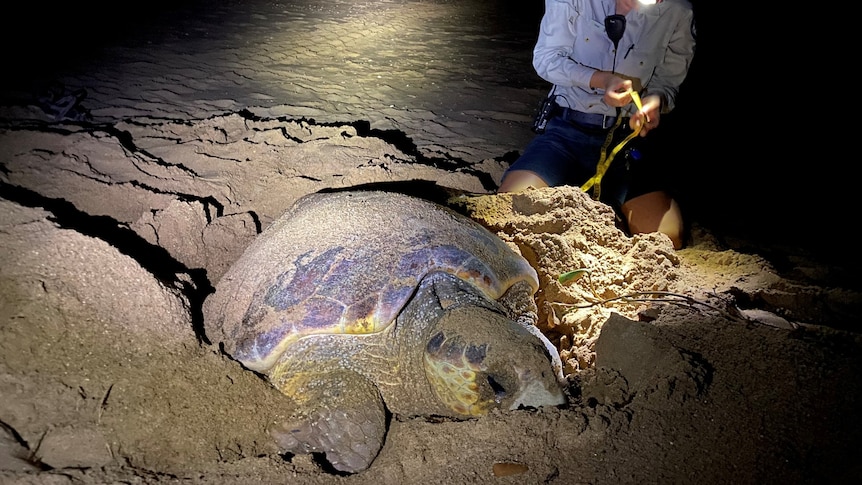 A large female turtle lays nest on a beach at night time as a person watches on. 