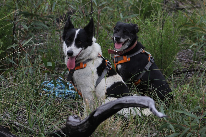 Quoll dogs at the ready