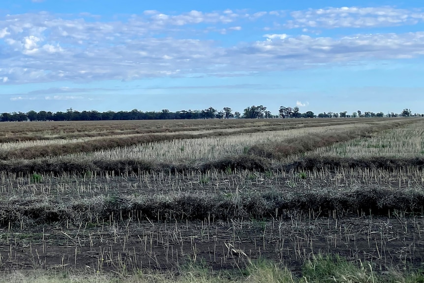 Rain damaged windrowed canola