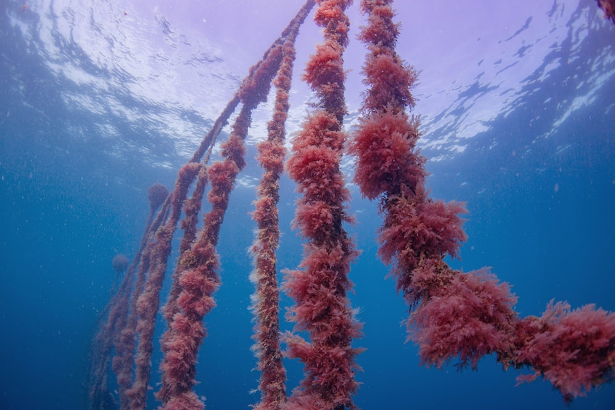 A scuba diver checks on Asparagopsis seaweed growing on ropes in ocean