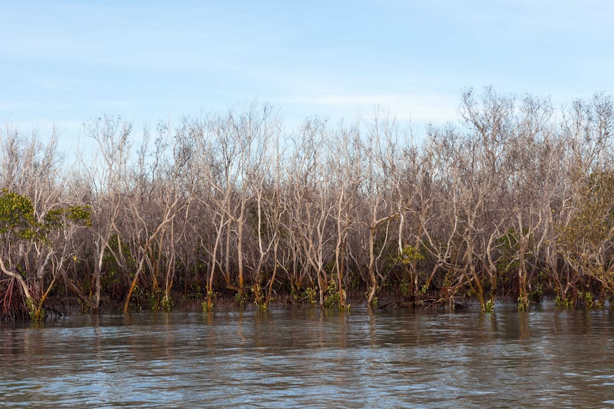 Shocking Images Reveal Death Of 10 000 Hectares Of Mangroves Across Northern Australia Abc News