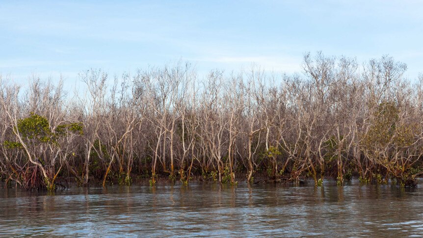Mangroves dying off in northern Australia