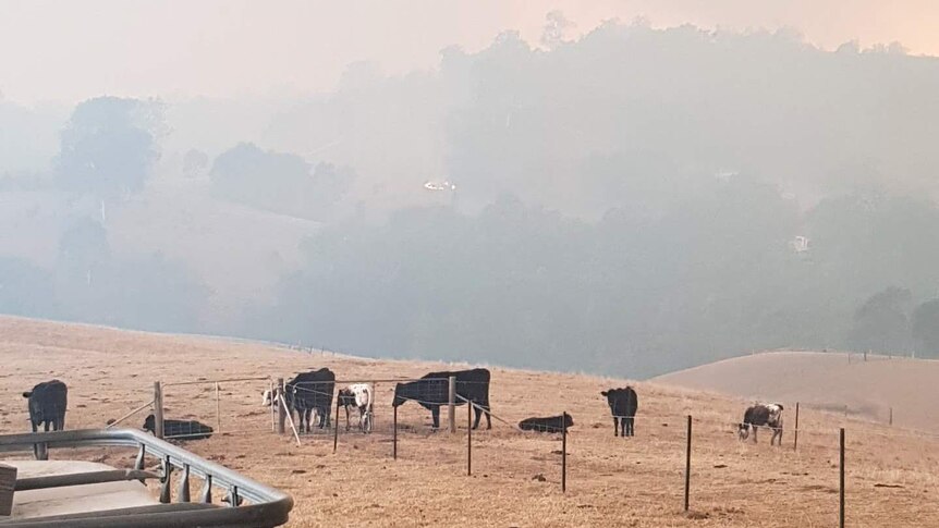 Spot fire on paddock, cows grazing in foreground