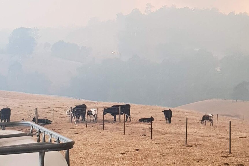 Spot fire on paddock, cows grazing in foreground