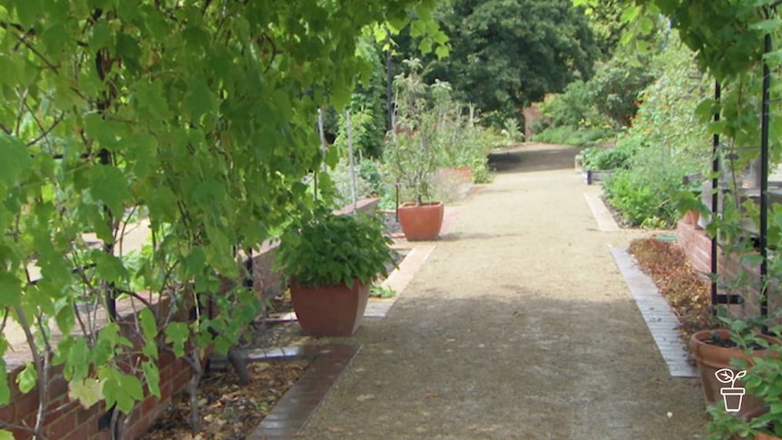 Garden showing path leading to vegetable beds
