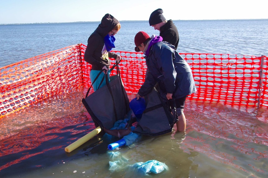 Volunteers tend to the dolphin calf in a pen erected to protect it.