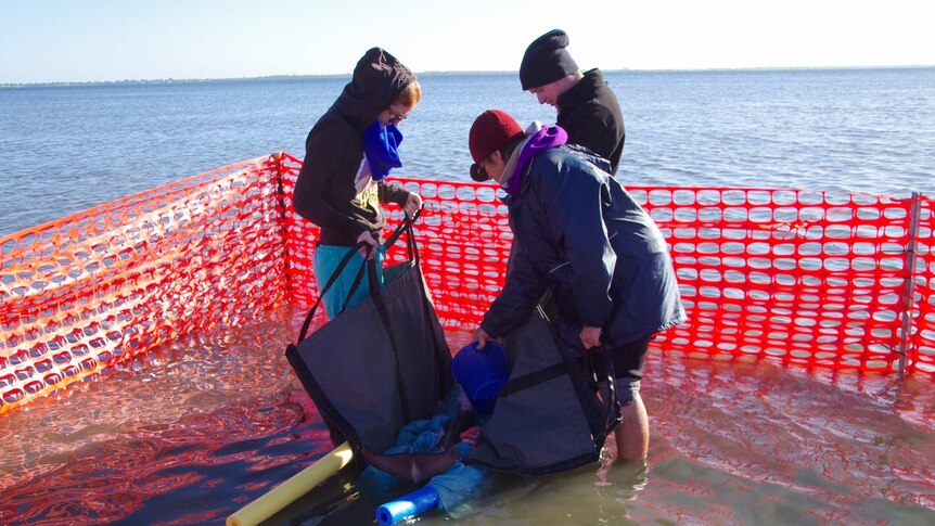 Volunteers tend to the dolphin calf in a pen erected to protect it.