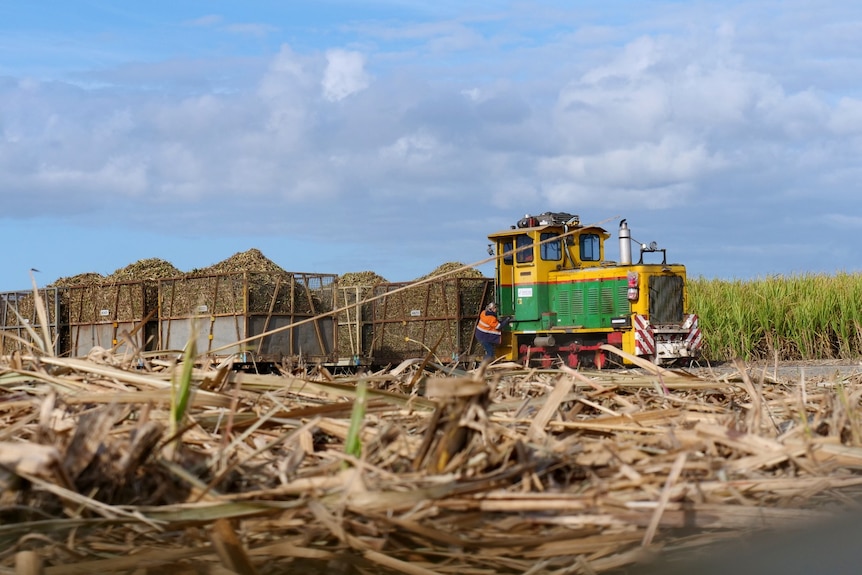 Train engine pulls open train carriages filled with newly cut cane, from cane farm to sugar mill, tropical Queensland.