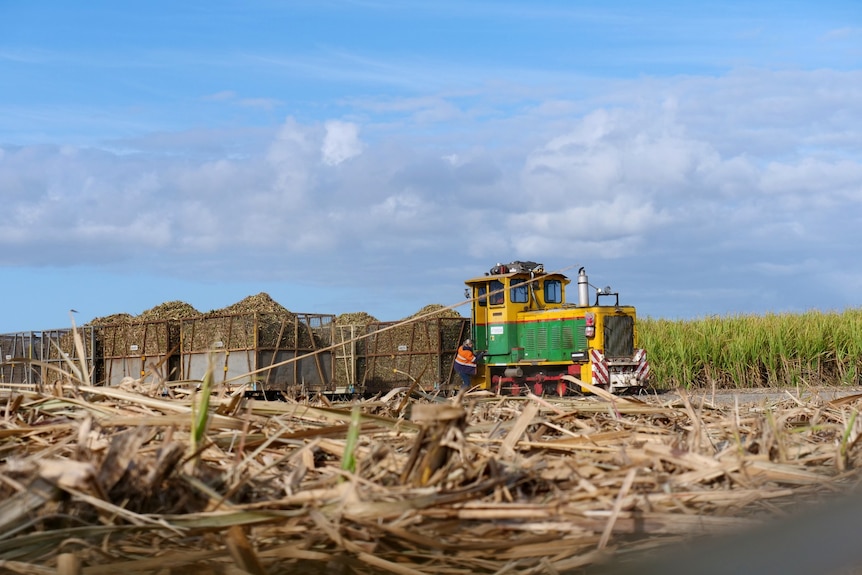 A green and yellow loco pulling full bins of cut sugar cane. 