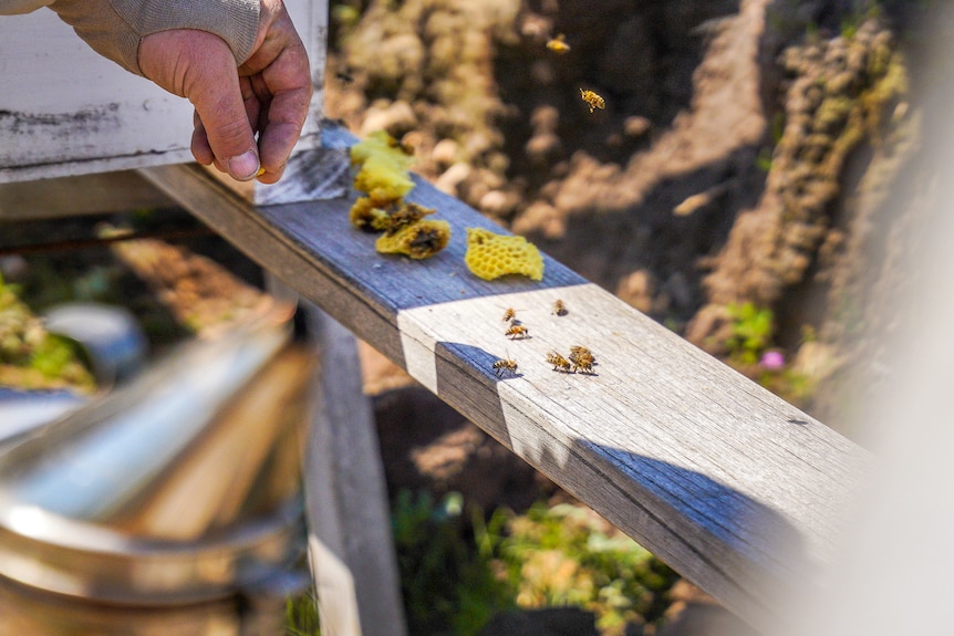 Pieces of honeycomb and bees sit on a plank.