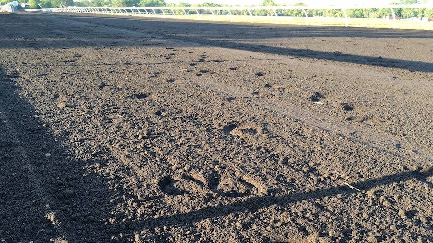 Fannie Bay racetrack sand, darkened by oil, with horse show prints
