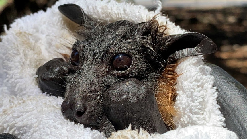 A baby bat in a towel