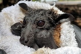 A baby bat in a towel