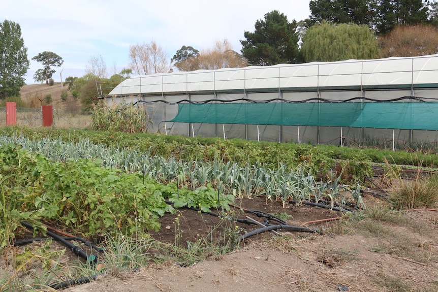 Rows of green vegetables grow in a small field.