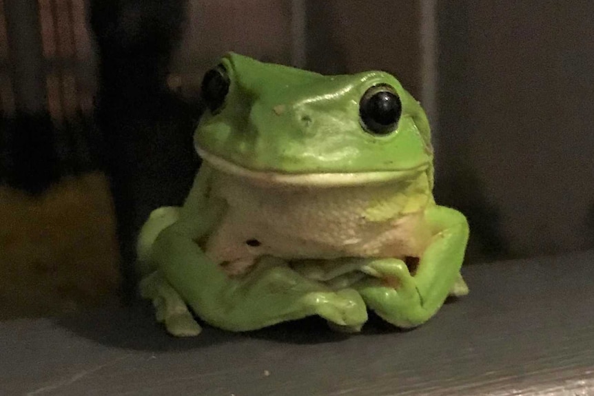 Green tree frog sits on a railing of a veranda at night.