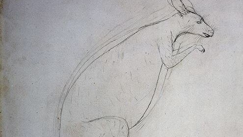 A pencil sketch of a kangaroo by Endeavour artist, Sydney Parkinson