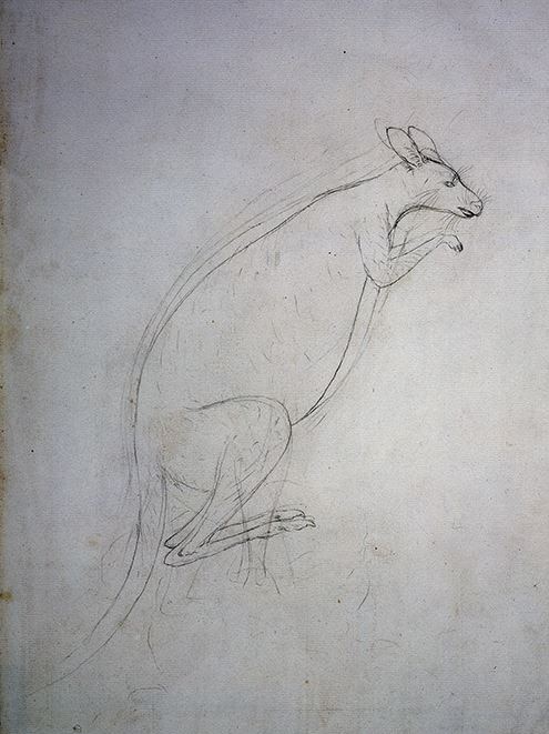 A pencil sketch of a kangaroo by Endeavour artist, Sydney Parkinson