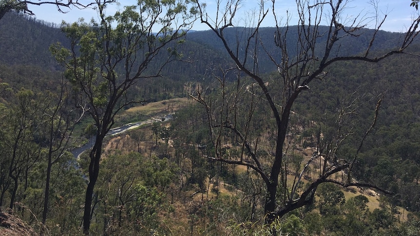 Bush burnt in recent fires, with a river in the distance.