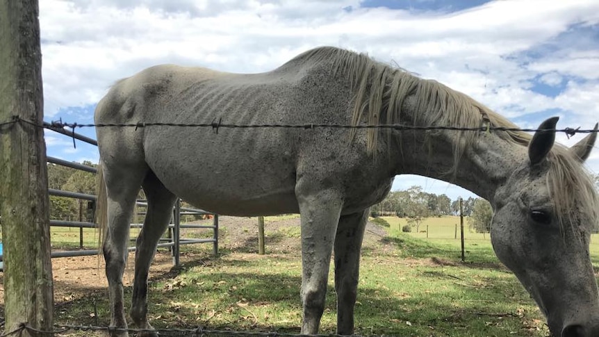 Allegedly neglected NSW south coast horse