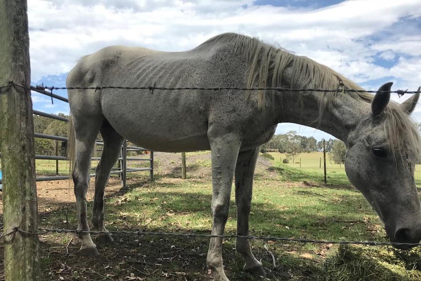 Allegedly neglected NSW south coast horse
