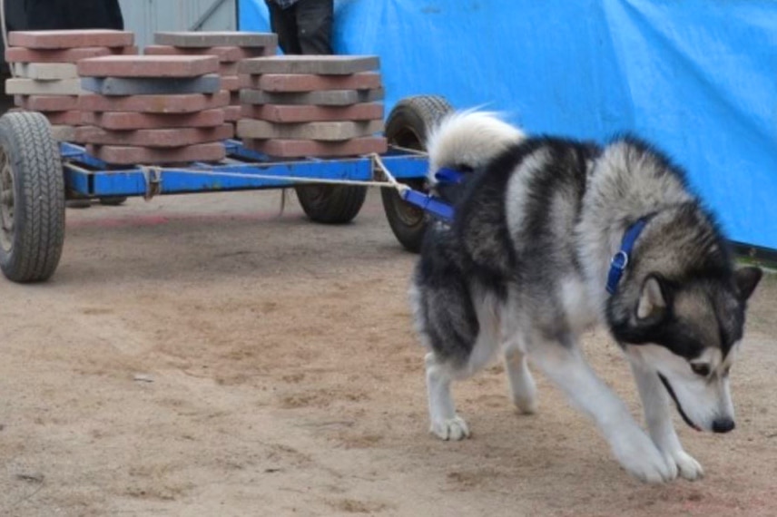 Alaskan malamute performs weight pull