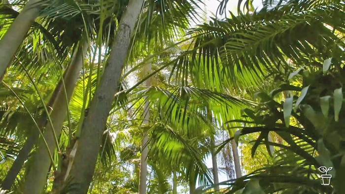 Tall palm trees and ferns growing in a garden