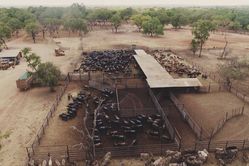 Aerial shot of buffalo in NT yards
